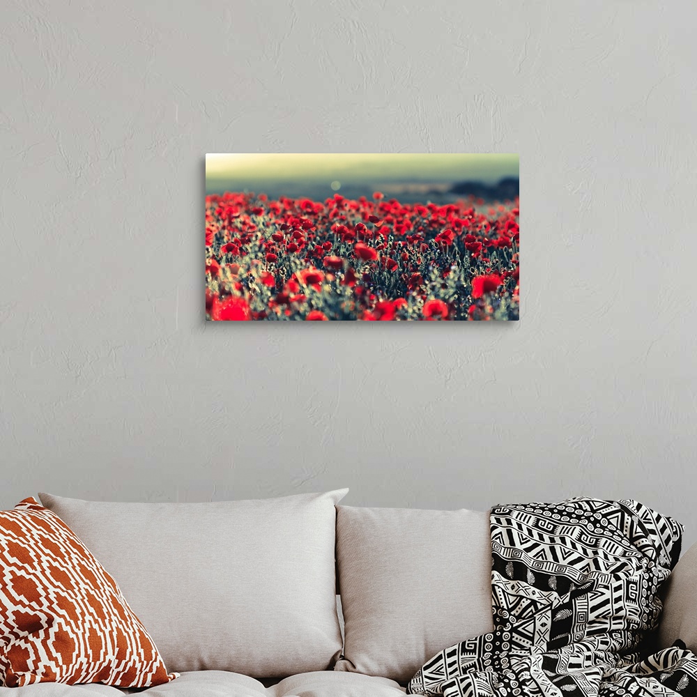 A bohemian room featuring Backlit field of poppies create wonderful natural illusion.