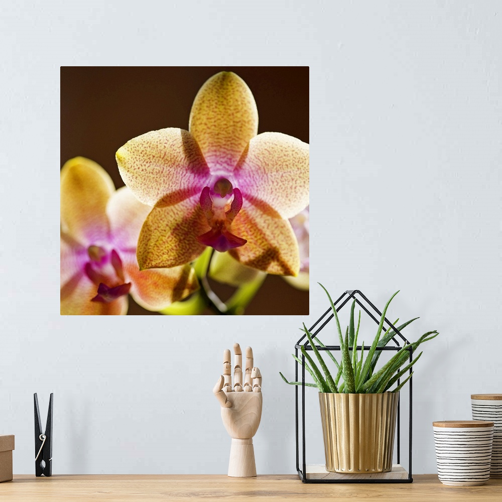 A bohemian room featuring Backlit orchids