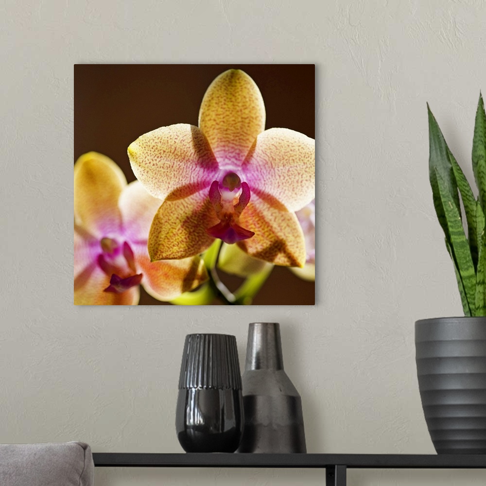 A modern room featuring Backlit orchids