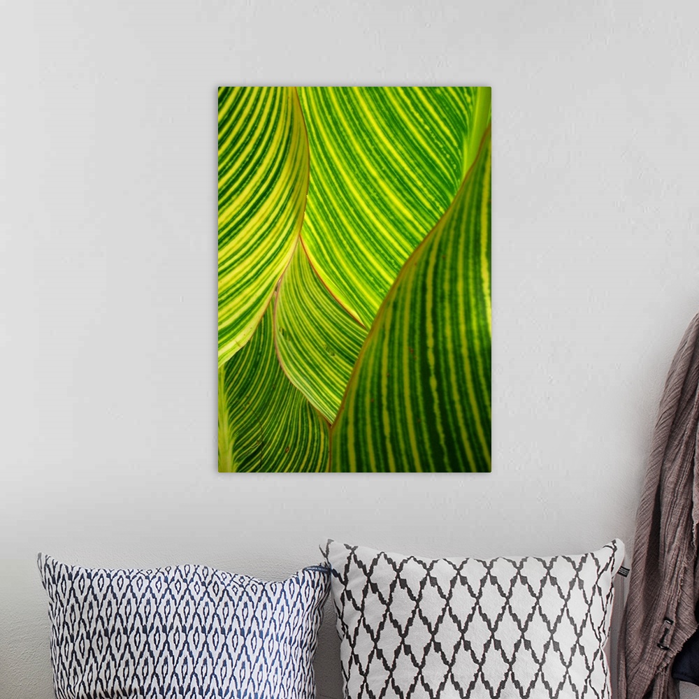 A bohemian room featuring Backlit striped dwarf canna lily leaves