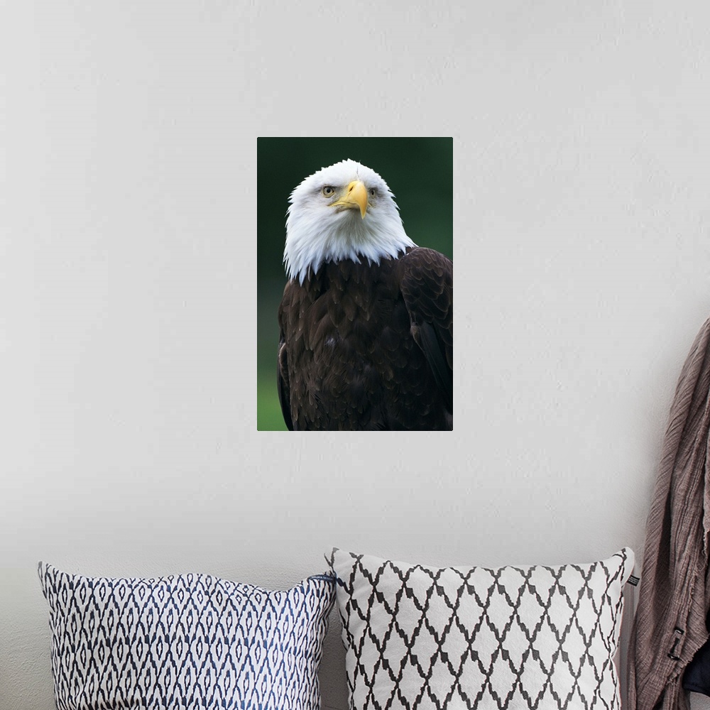 A bohemian room featuring Bald eagle