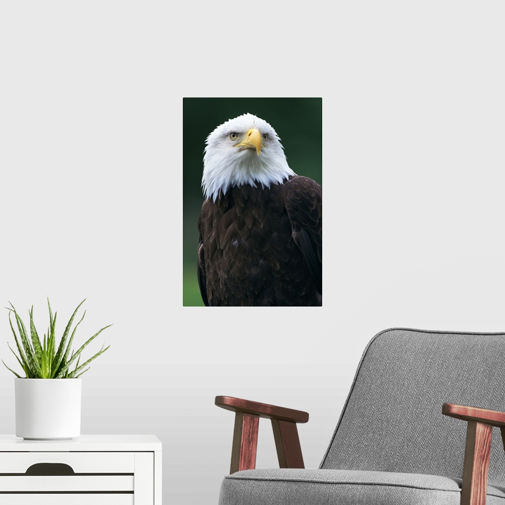 A modern room featuring Bald eagle