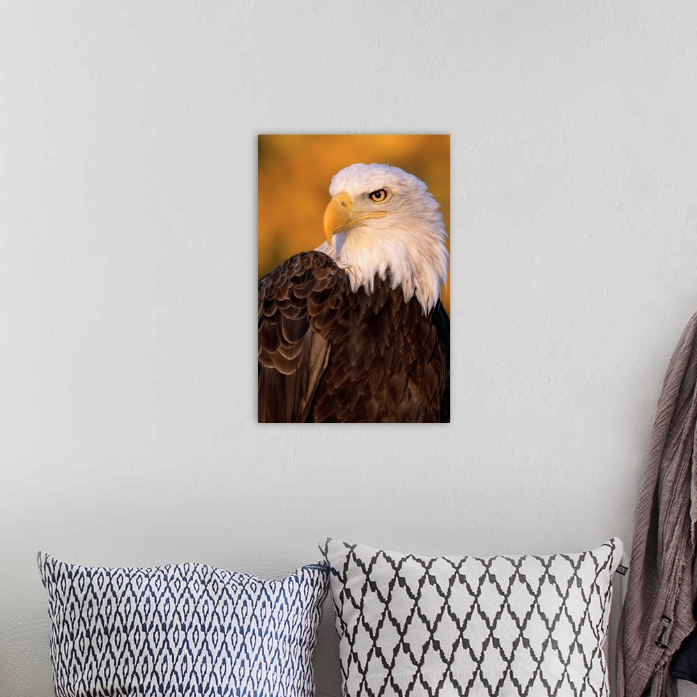 A bohemian room featuring Bald Eagle