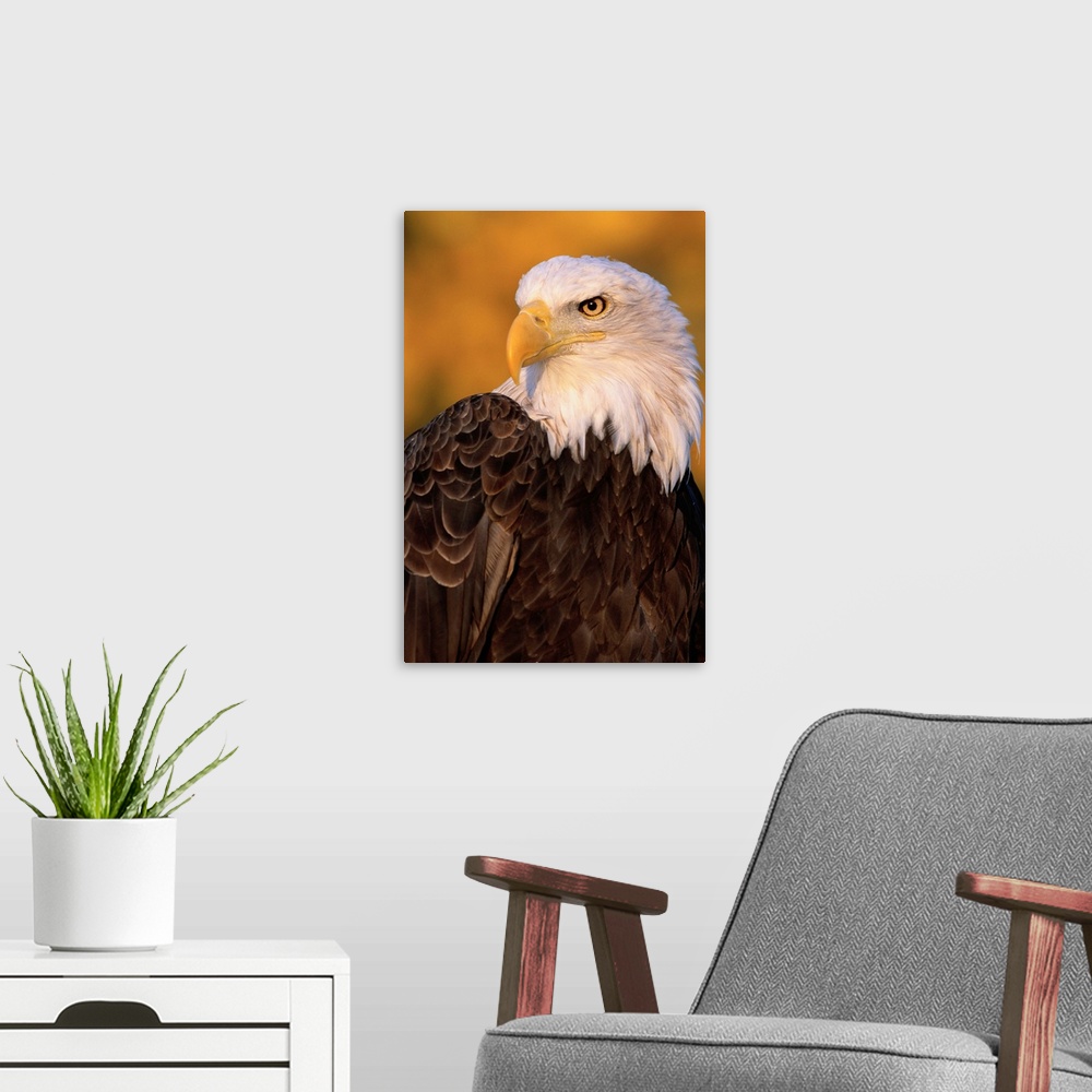 A modern room featuring Bald Eagle