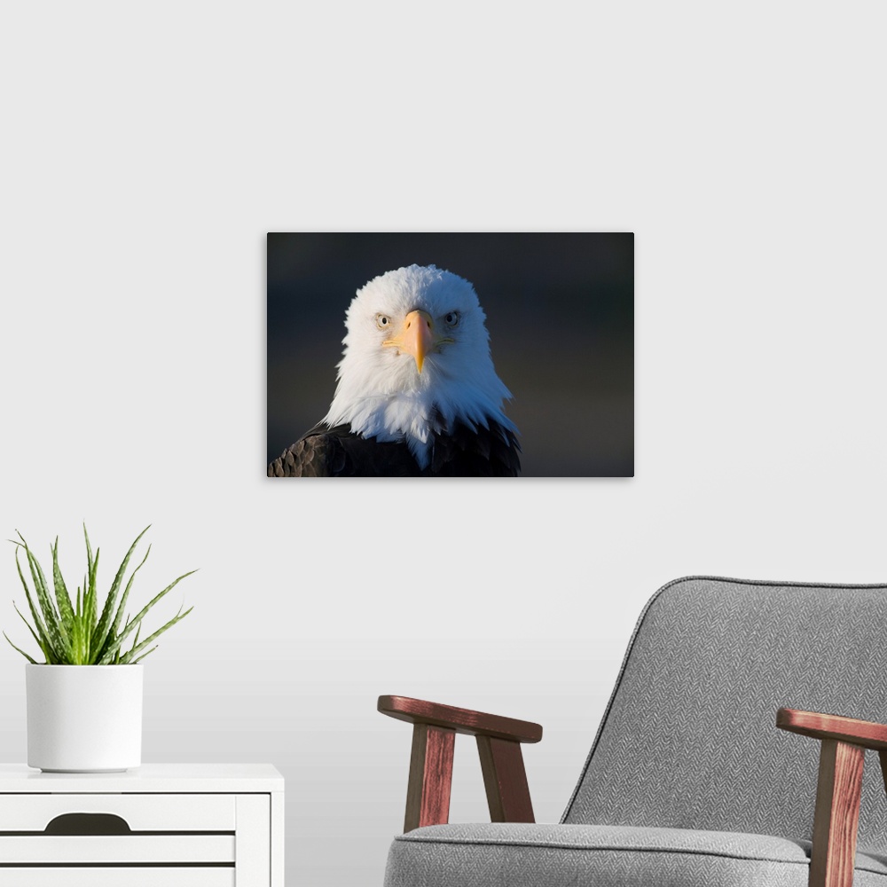 A modern room featuring Close-up portrait of Bald Eagle (Haliaeetus leucocephalus) resting along Kachemak Bay on winter m...