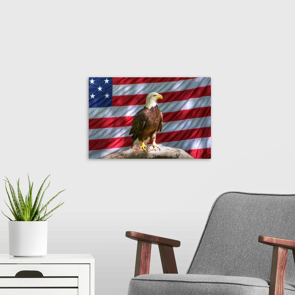 A modern room featuring Bald eagle perching on tree trunk and American flag in background.