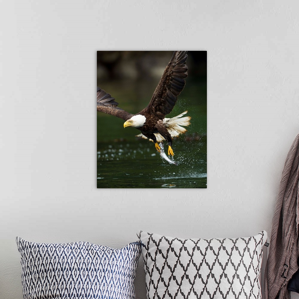 A bohemian room featuring Canada, British Columbia, Galiano Island, Bald Eagle (Haliaeetus leucocephalus) spreads wings aft...