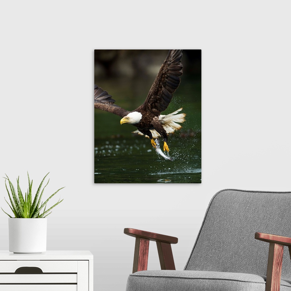 A modern room featuring Canada, British Columbia, Galiano Island, Bald Eagle (Haliaeetus leucocephalus) spreads wings aft...
