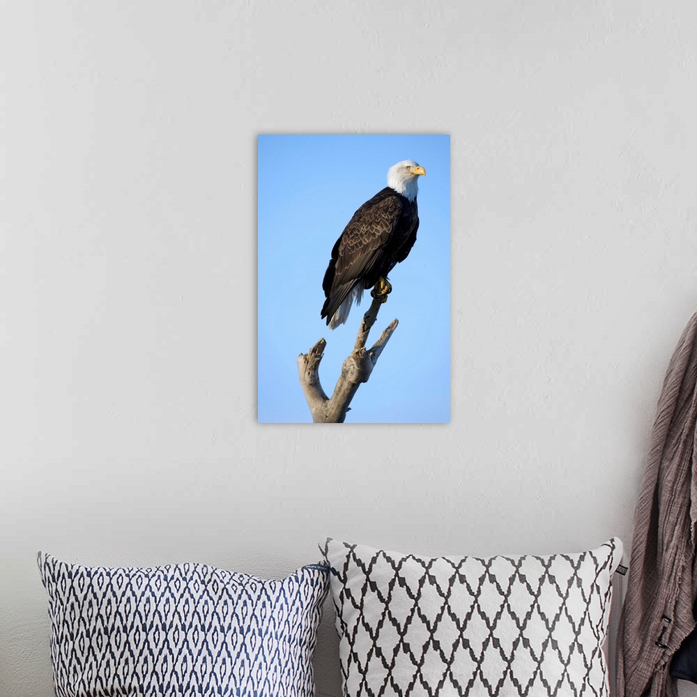 A bohemian room featuring Bald Eagle (Haliaeetus leucocephalus) resting on perch along Kachemak Bay on winter evening.