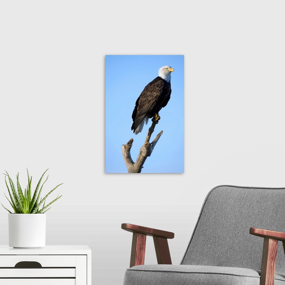 A modern room featuring Bald Eagle (Haliaeetus leucocephalus) resting on perch along Kachemak Bay on winter evening.