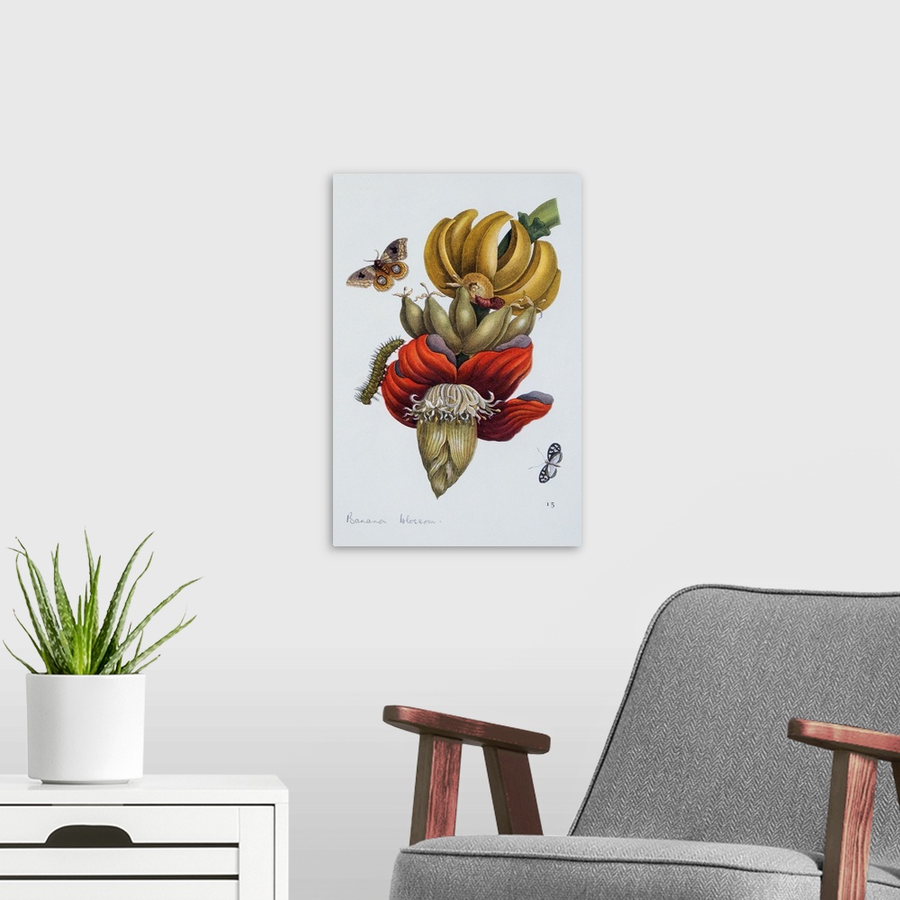 A modern room featuring An illustration of tropical moths and caterpillars around a banana blossom from the book Das Klei...