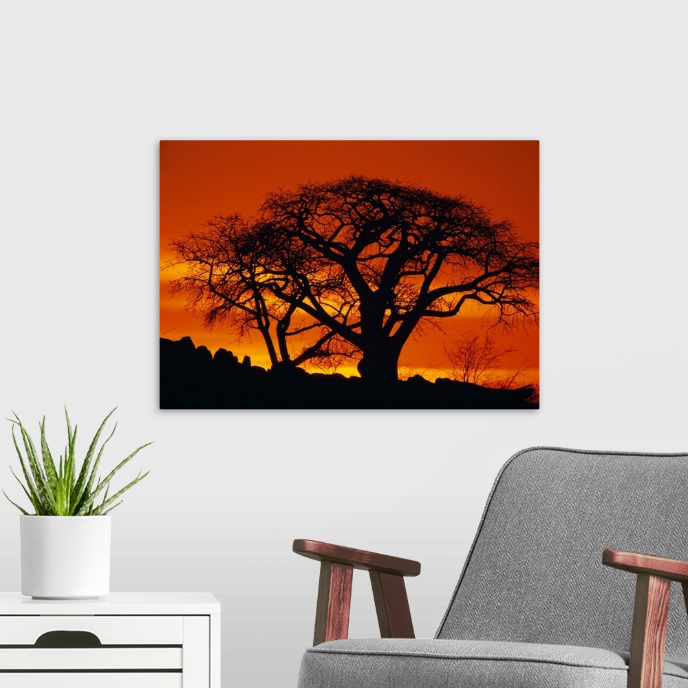 A modern room featuring The setting sun silhouettes two baobab trees on Kubu Island in the Makgadikgadi Pan of the Kalaha...