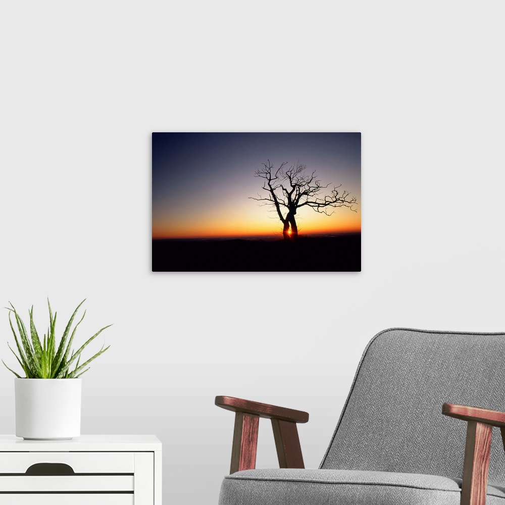 A modern room featuring Bare oak tree at dawn