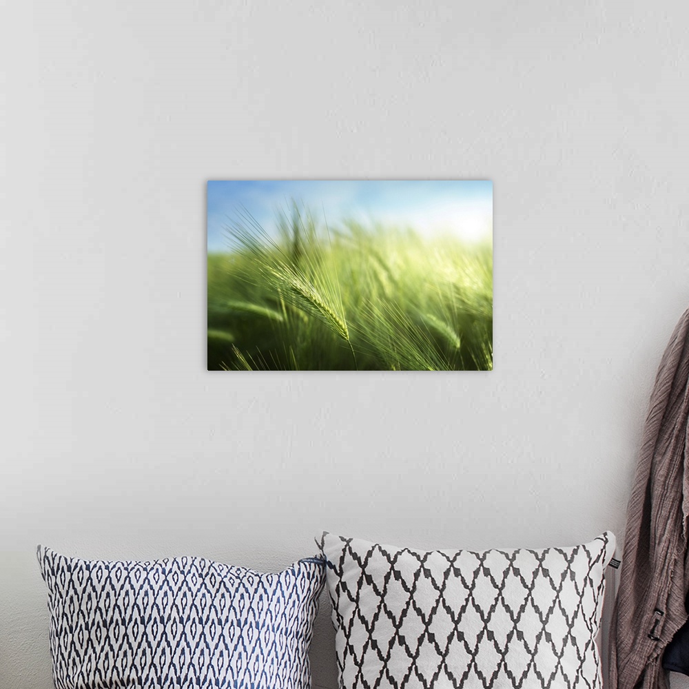 A bohemian room featuring Barley Field In Sunset Time