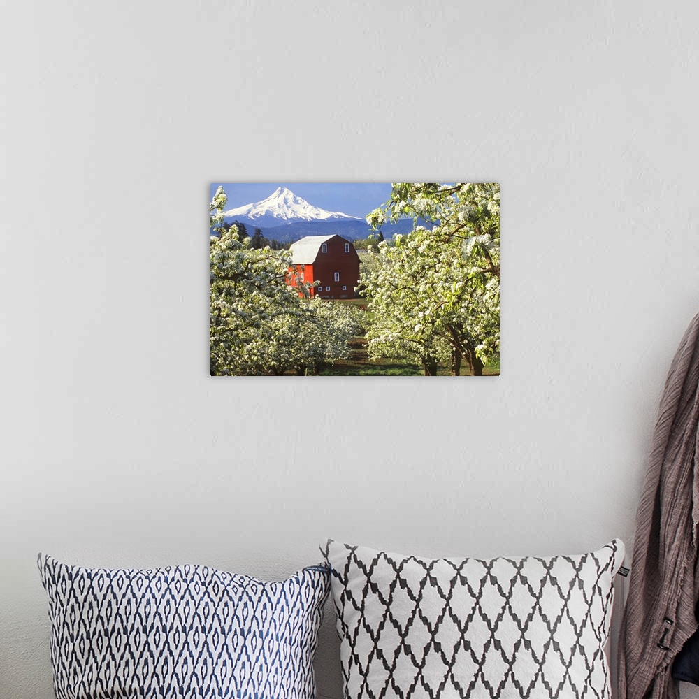 A bohemian room featuring Red barn in a blooming pear orchard below Mt. Hood in the Hood River Valley, Oregon.