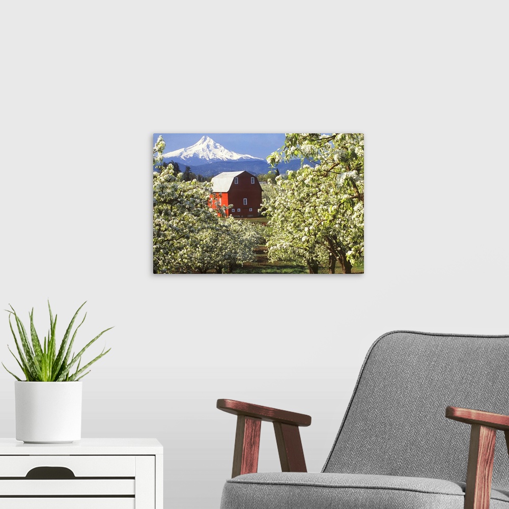 A modern room featuring Red barn in a blooming pear orchard below Mt. Hood in the Hood River Valley, Oregon.