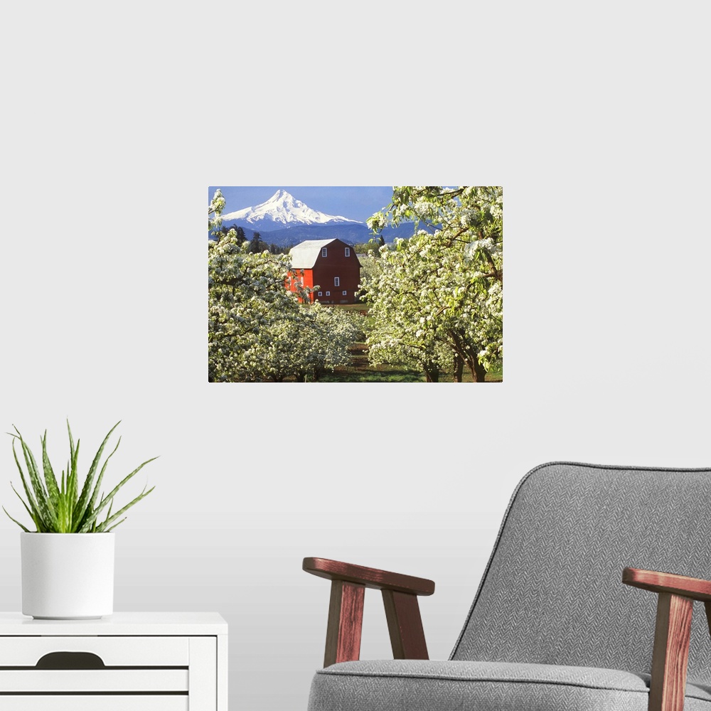 A modern room featuring Red barn in a blooming pear orchard below Mt. Hood in the Hood River Valley, Oregon.