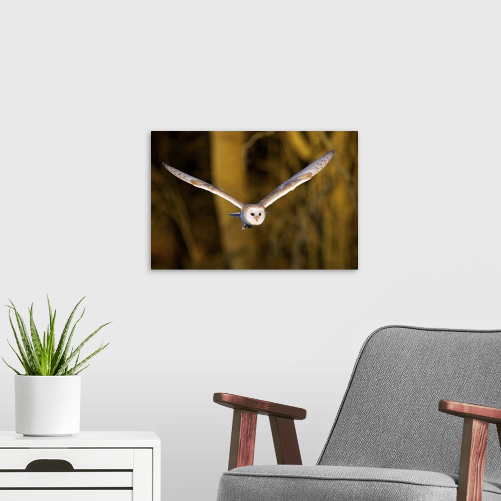 A modern room featuring Barn owl flying out of woodland looking for food in autumn evening light.