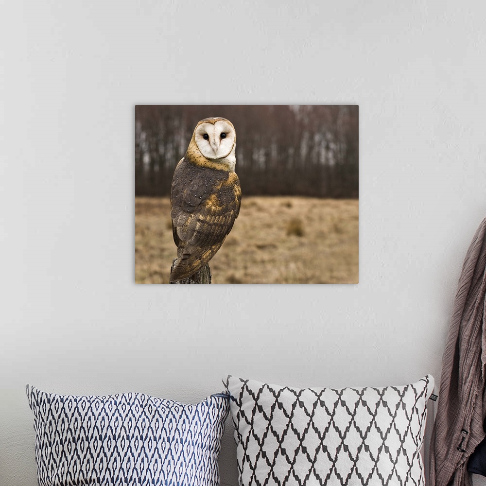 A bohemian room featuring Barn Owl looking at camera.
