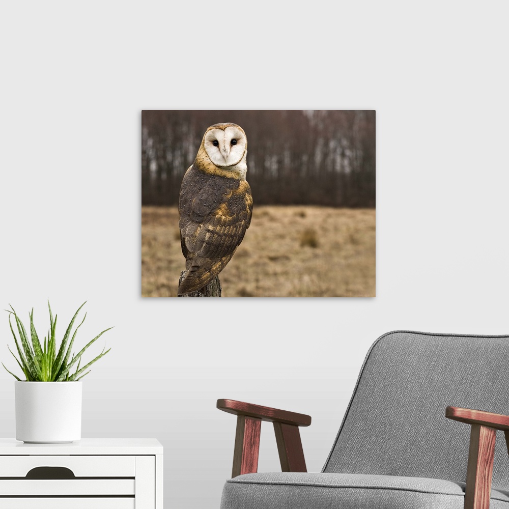 A modern room featuring Barn Owl looking at camera.