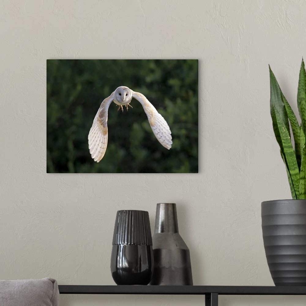 A modern room featuring Barn Owl (Tyto Alba) flying in East Yorkshire.