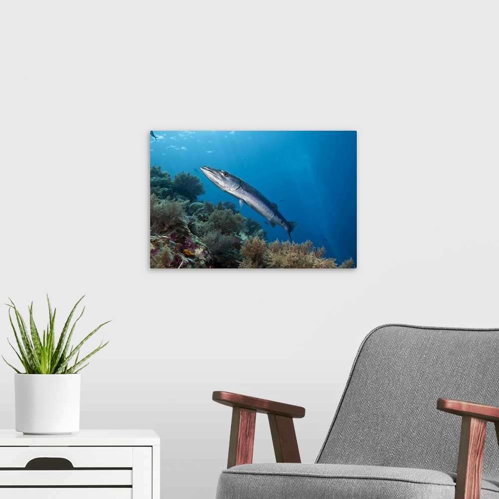 A modern room featuring Great barracuda (Sphyraena barracuda) near a healthy reef system, Palau Islands, Micronesia.