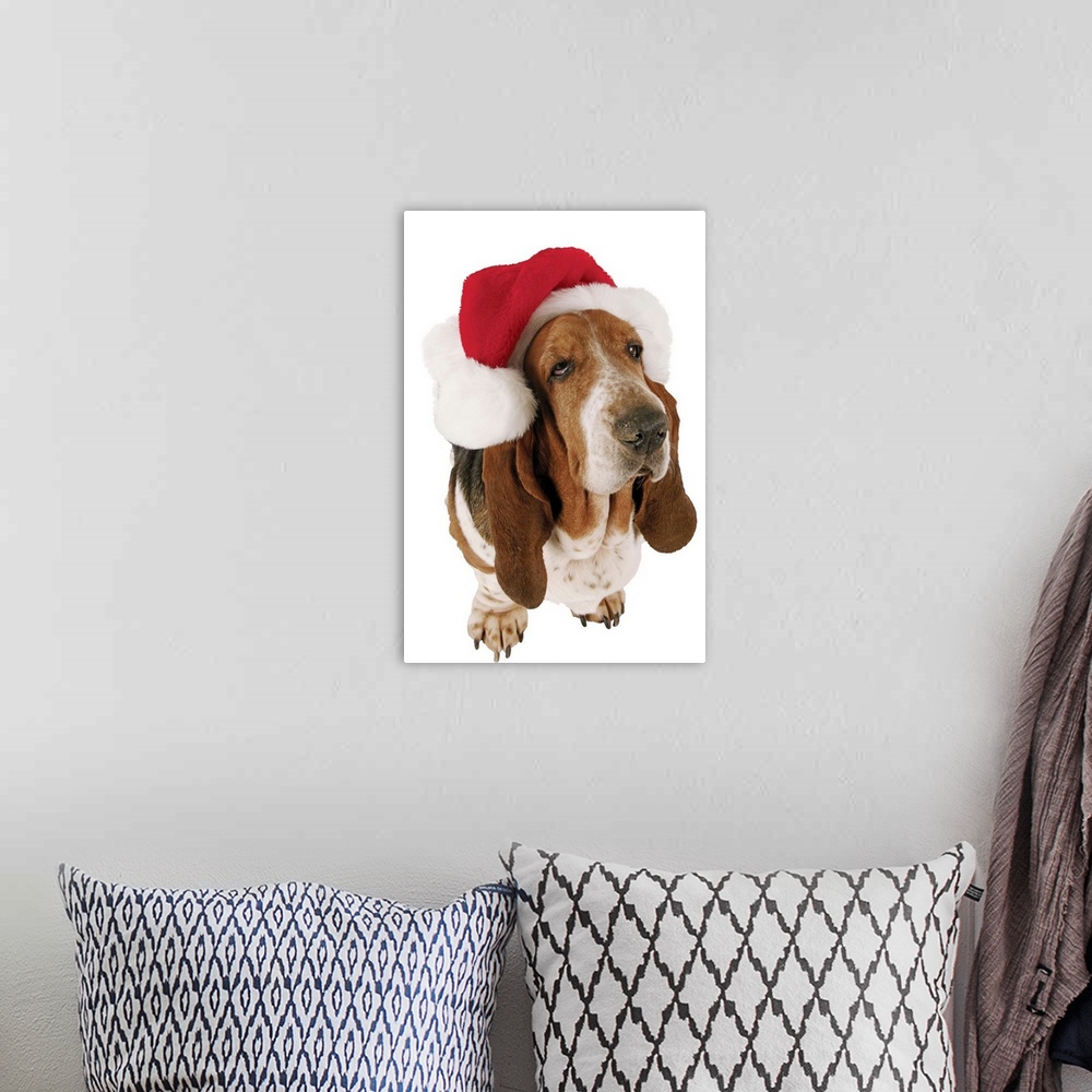 A bohemian room featuring Basset Hound displaying a Santa hat