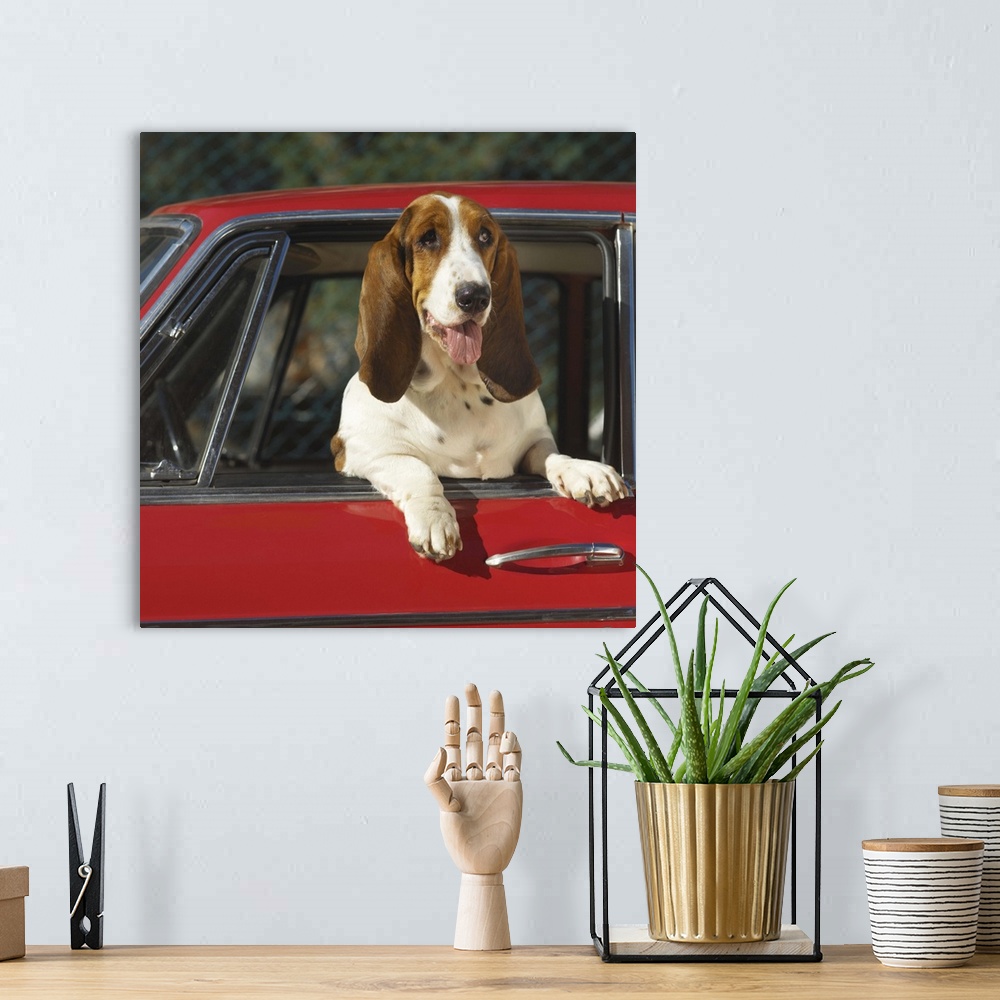 A bohemian room featuring Basset hound leaning out the window of a car