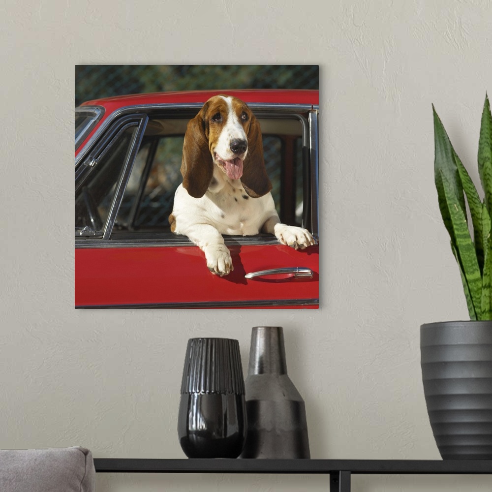 A modern room featuring Basset hound leaning out the window of a car