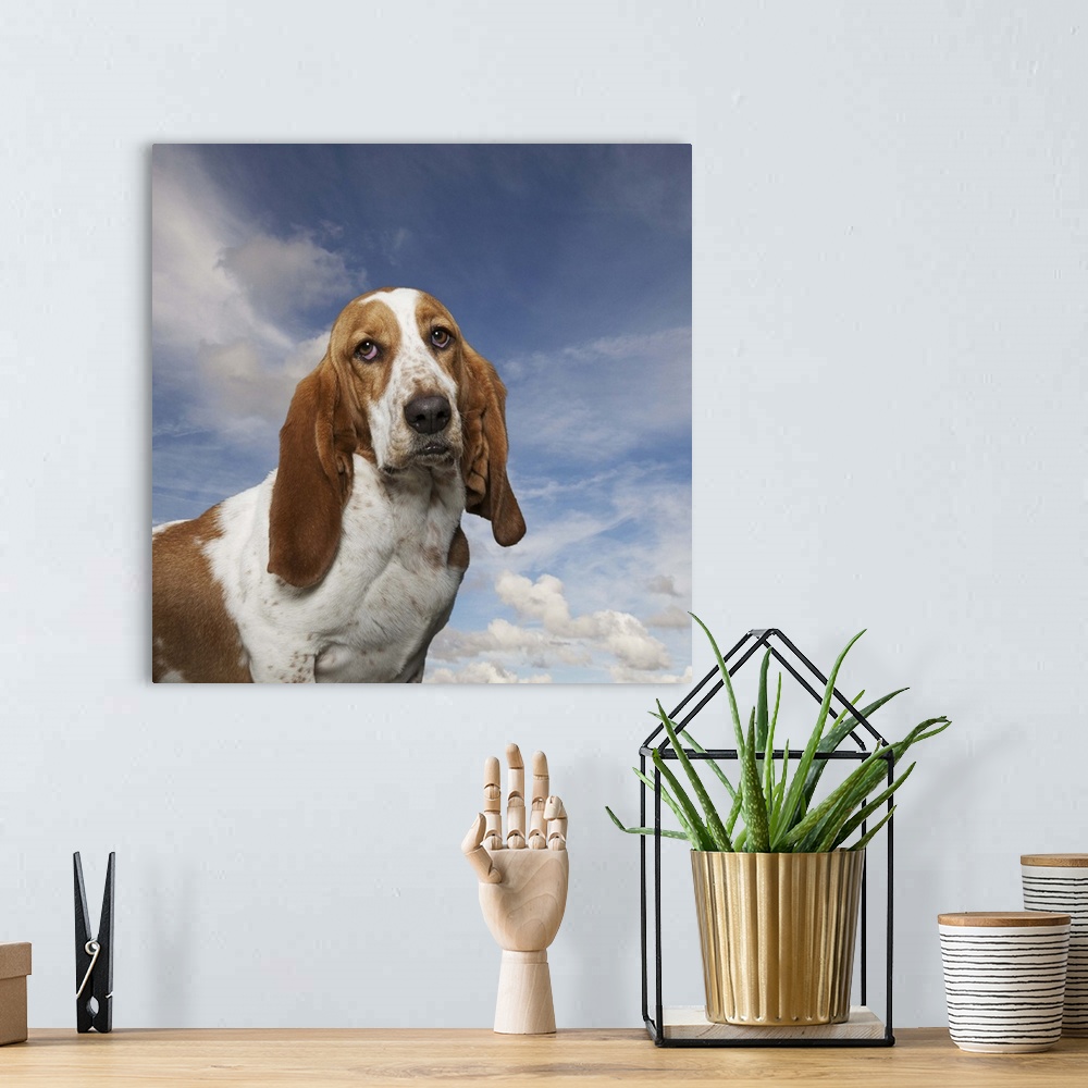 A bohemian room featuring Funny Basset Hound portrait against a lightly clouded summer sky.