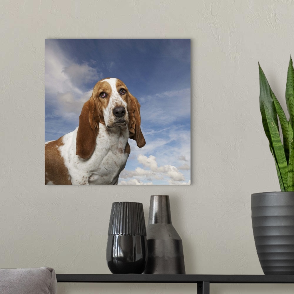 A modern room featuring Funny Basset Hound portrait against a lightly clouded summer sky.