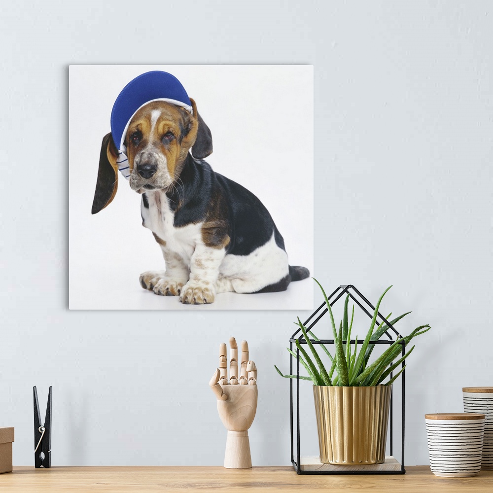 A bohemian room featuring Basset Hound puppy with a blue visor
