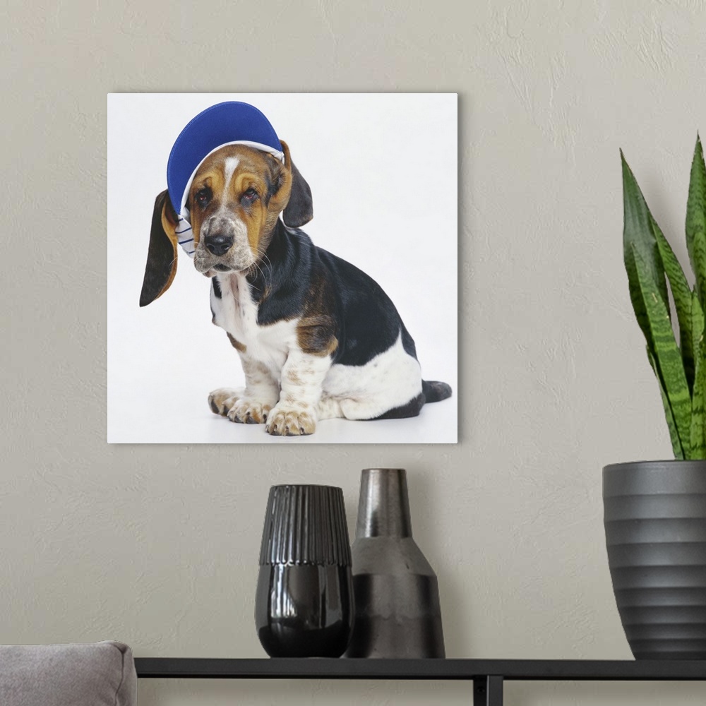A modern room featuring Basset Hound puppy with a blue visor