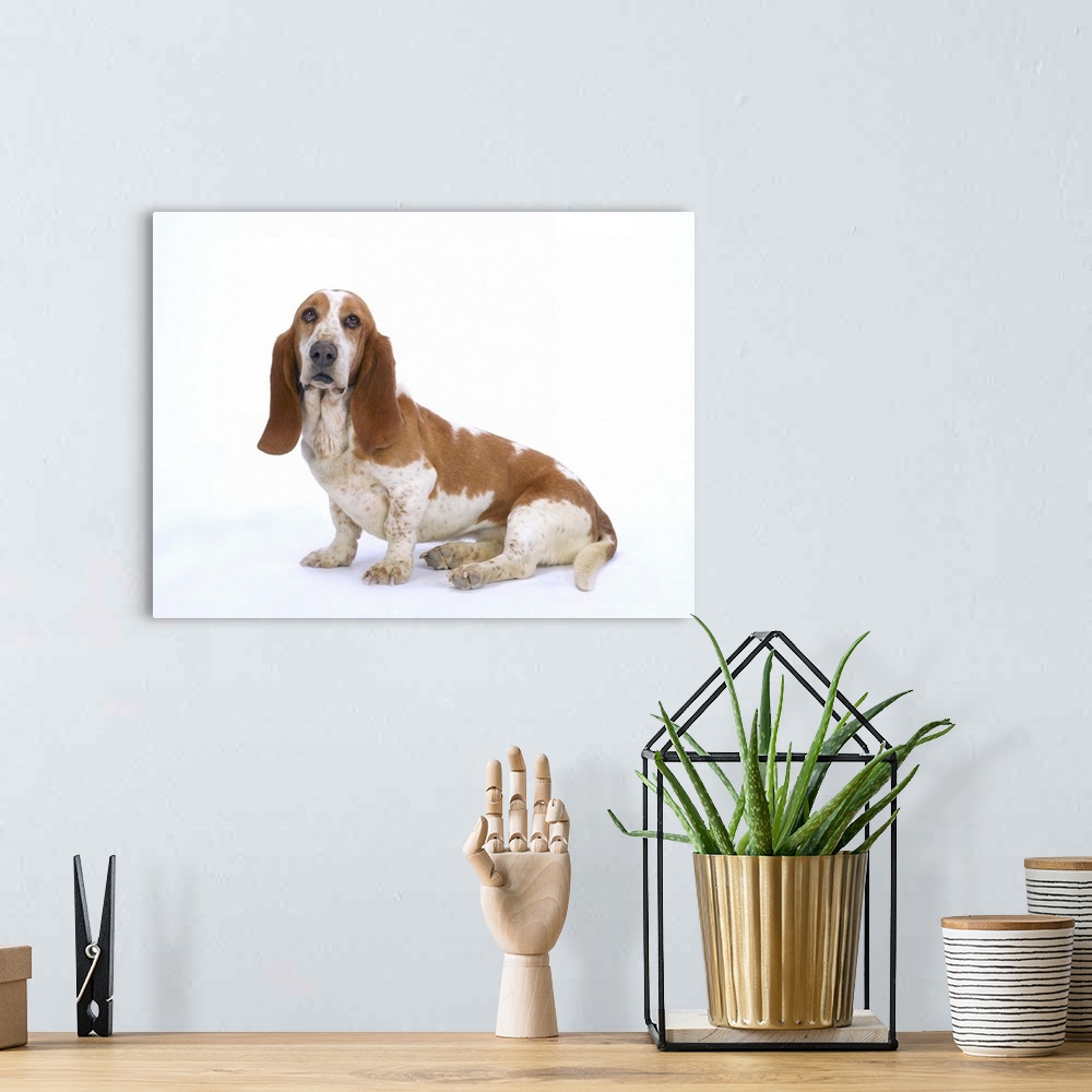 A bohemian room featuring Basset Hound sitting