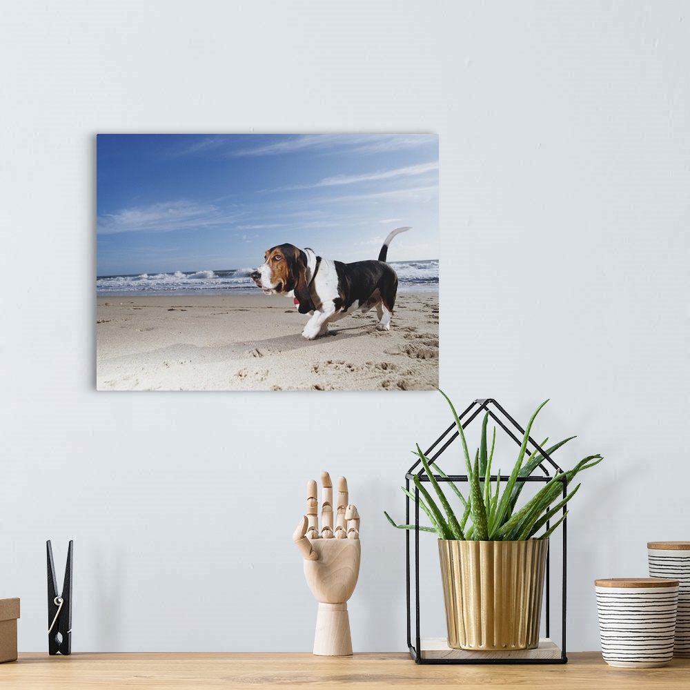 A bohemian room featuring Basset hound walking on beach, ground view