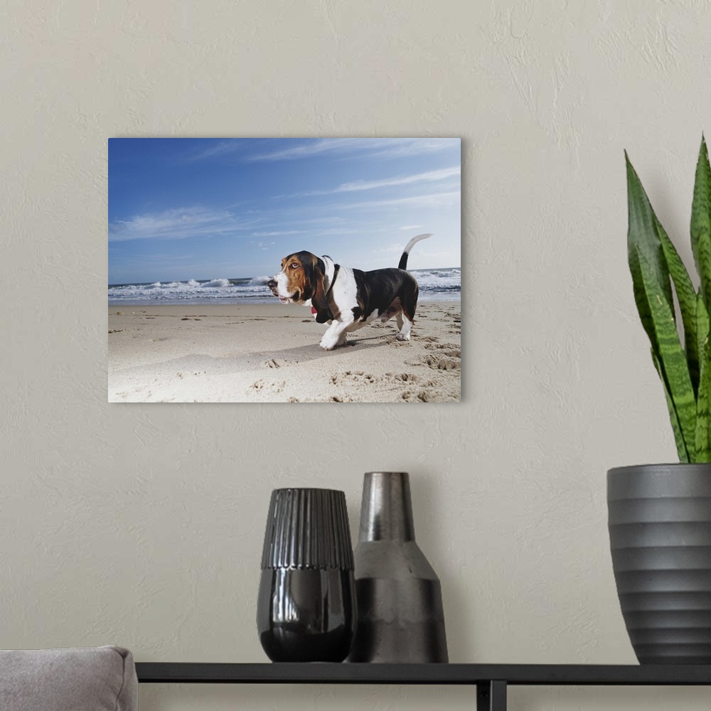 A modern room featuring Basset hound walking on beach, ground view