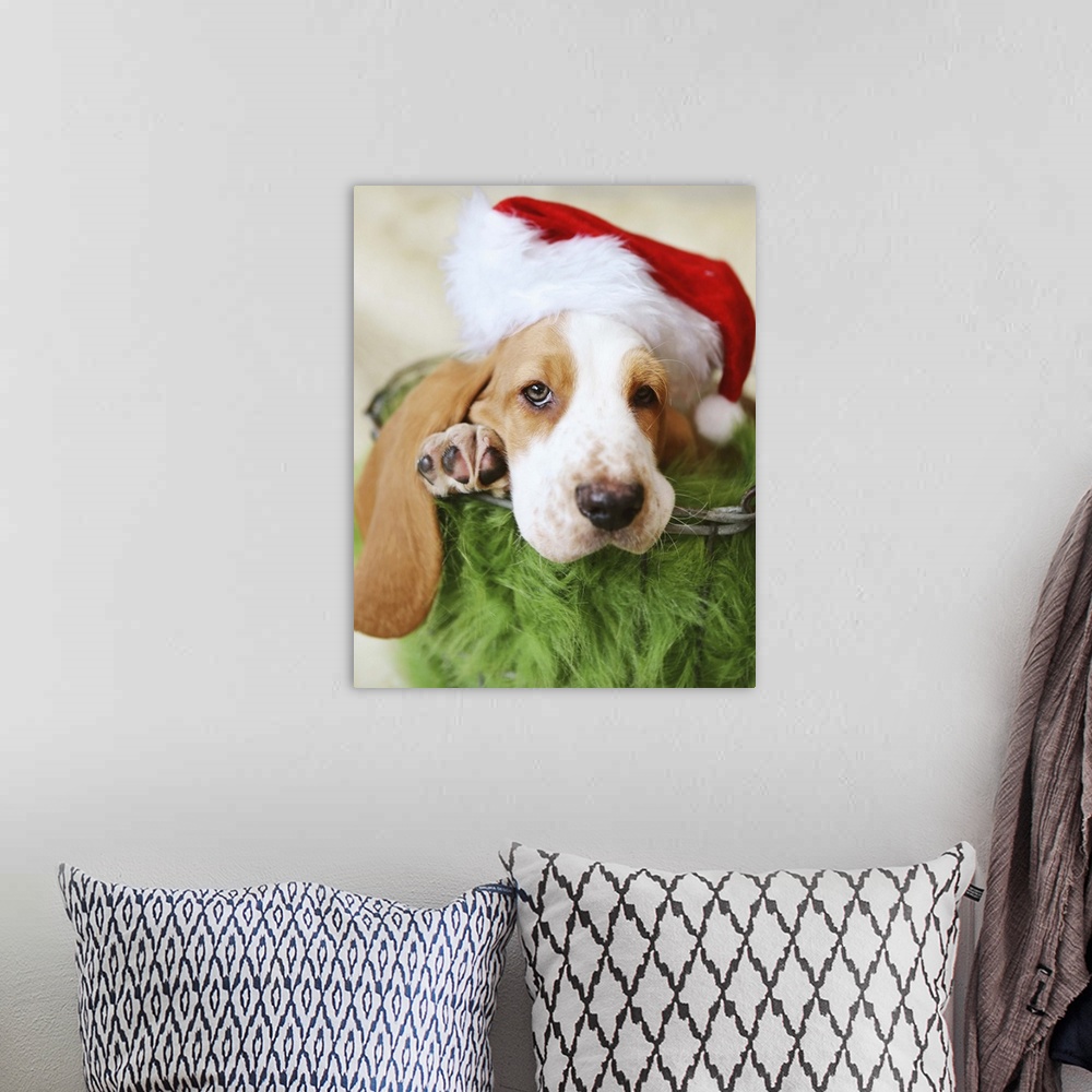 A bohemian room featuring basset hound puppy christmas photo