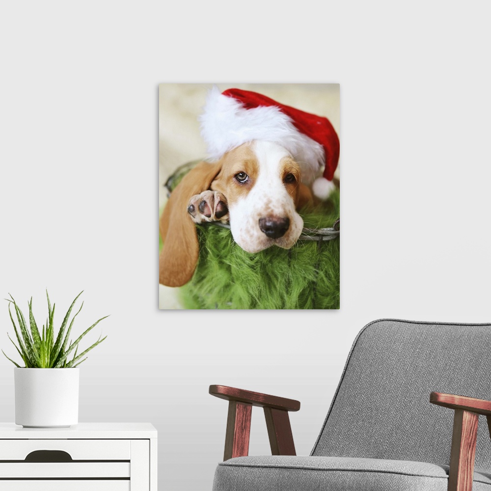 A modern room featuring basset hound puppy christmas photo