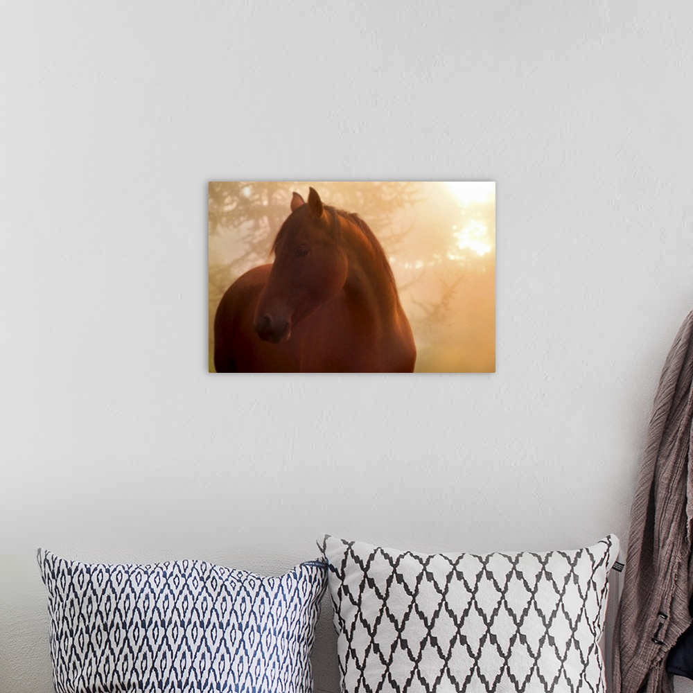 A bohemian room featuring Horse looking to the side in the mists at dawn.