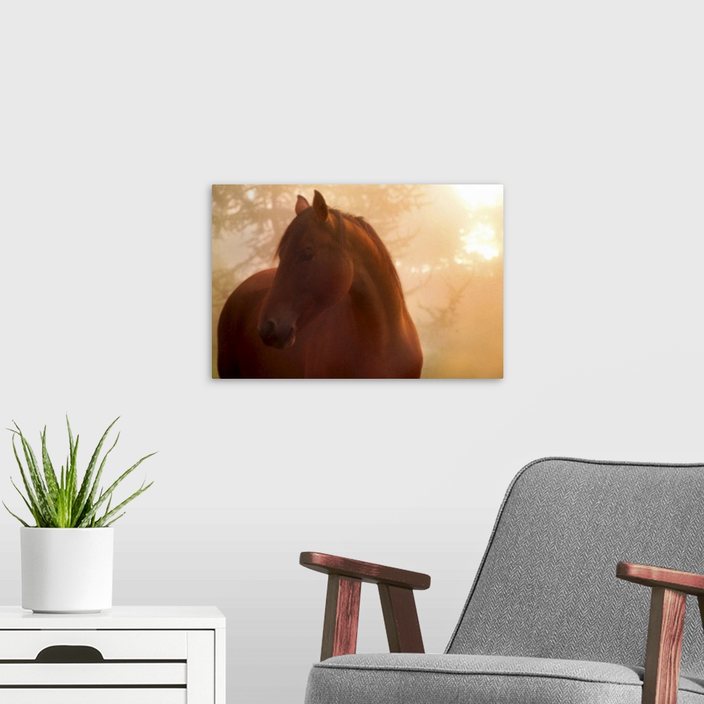A modern room featuring Horse looking to the side in the mists at dawn.
