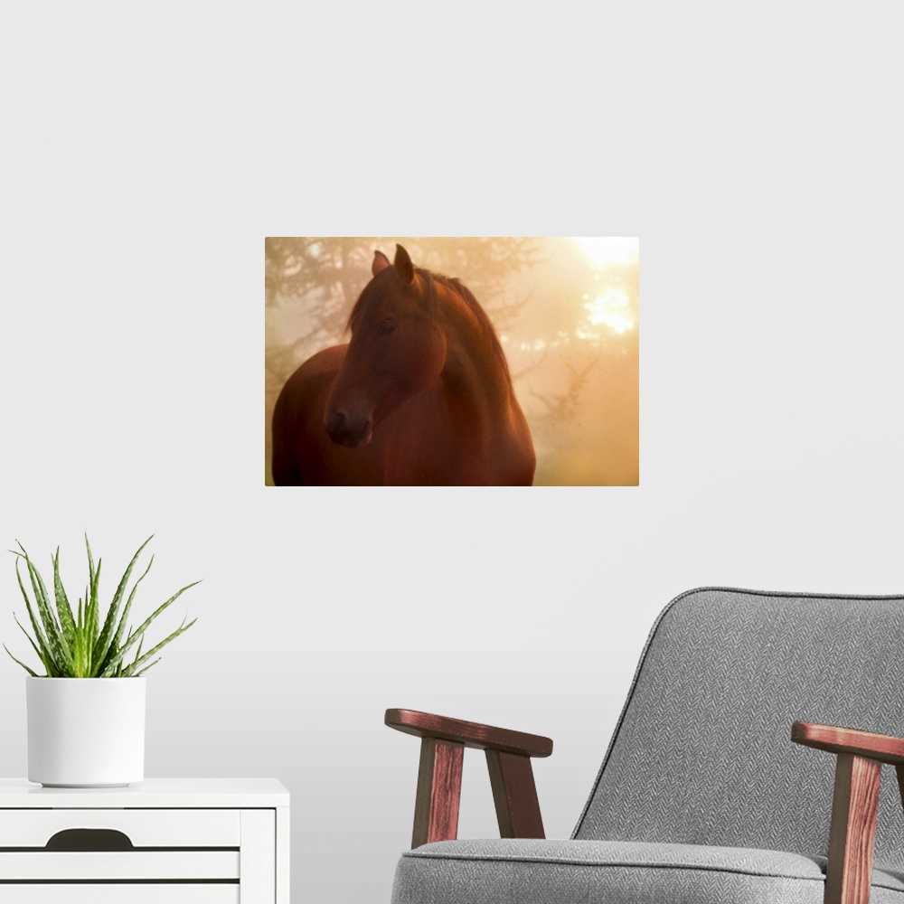 A modern room featuring Horse looking to the side in the mists at dawn.