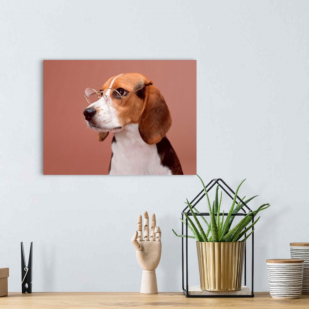 A bohemian room featuring Beagle