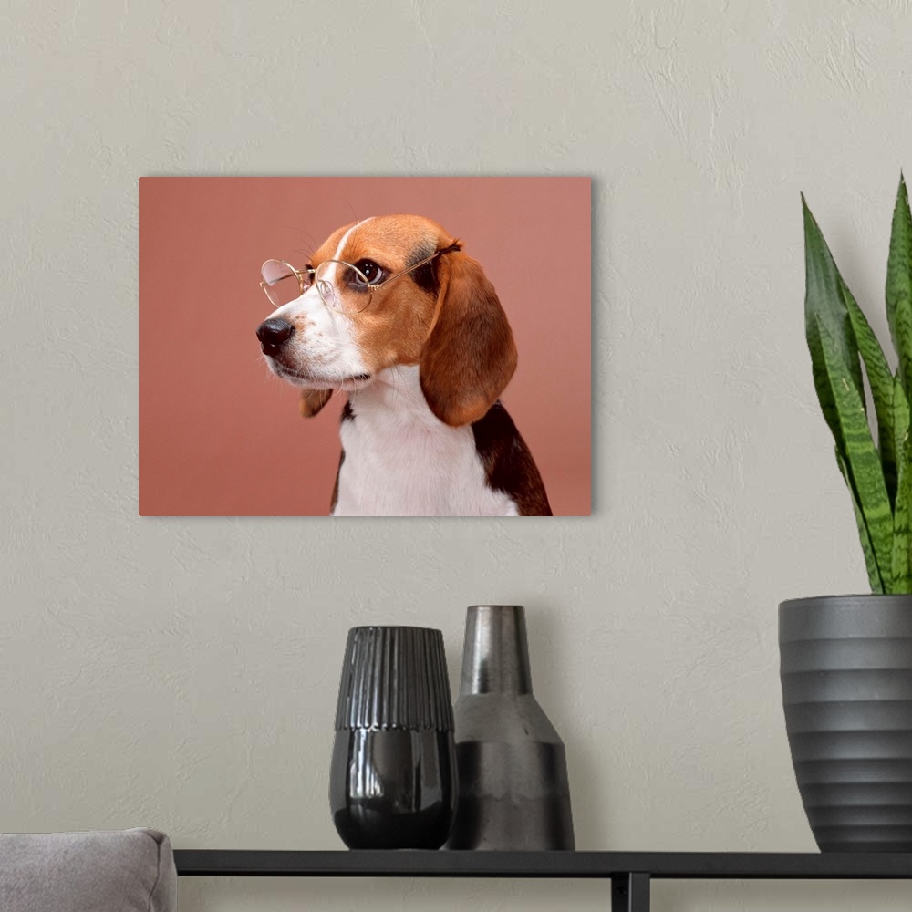 A modern room featuring Beagle