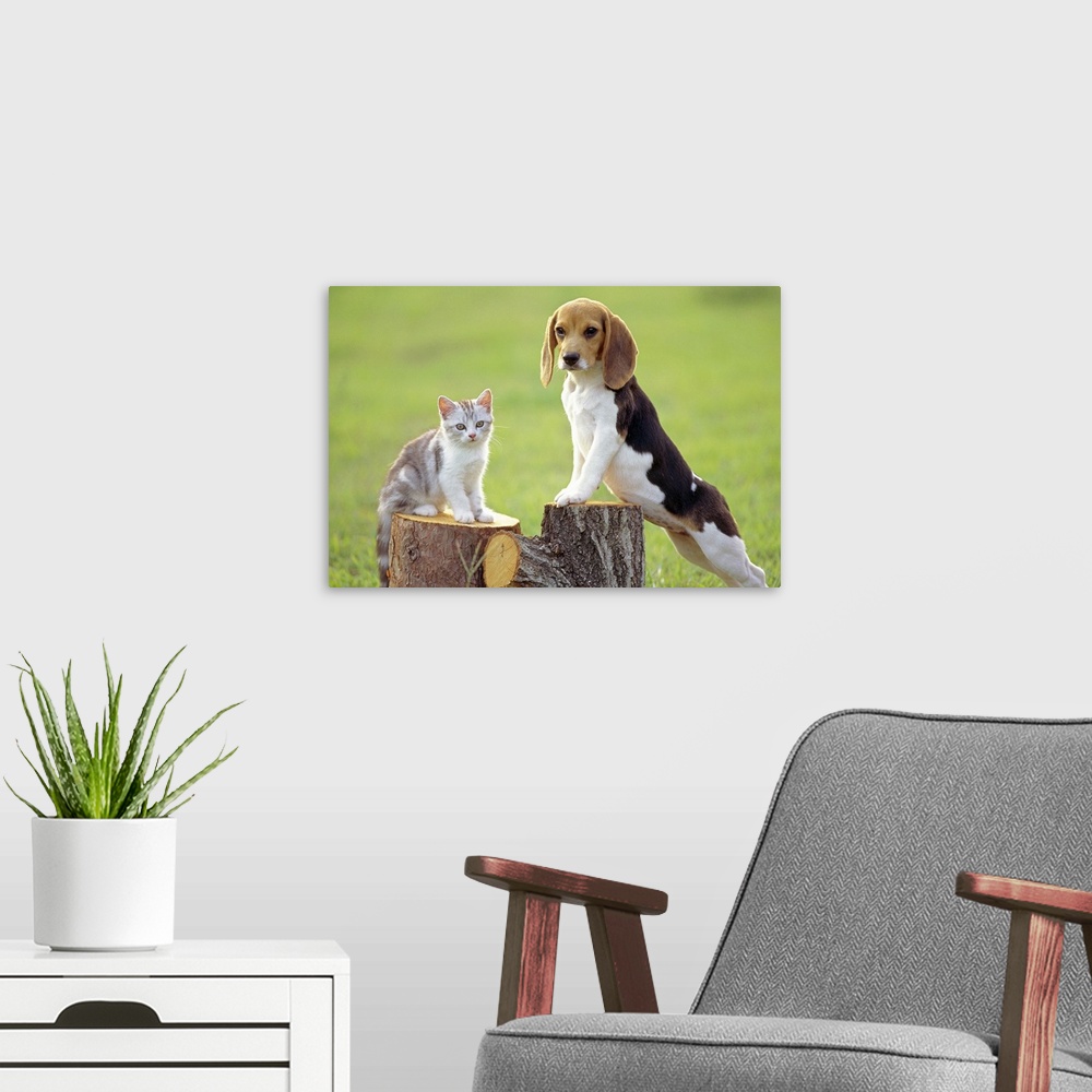 A modern room featuring Beagle is a medium sized dog breed and a member of the hound group, similar in appearance to a Fo...