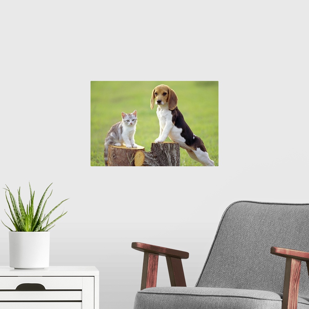 A modern room featuring Beagle is a medium sized dog breed and a member of the hound group, similar in appearance to a Fo...