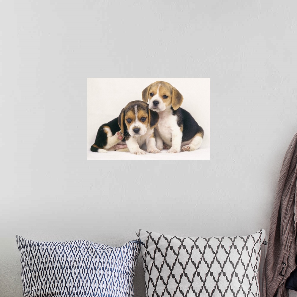 A bohemian room featuring A Beagle is a medium-sized dog breed and a member of the hound group, similar in appearance to a ...