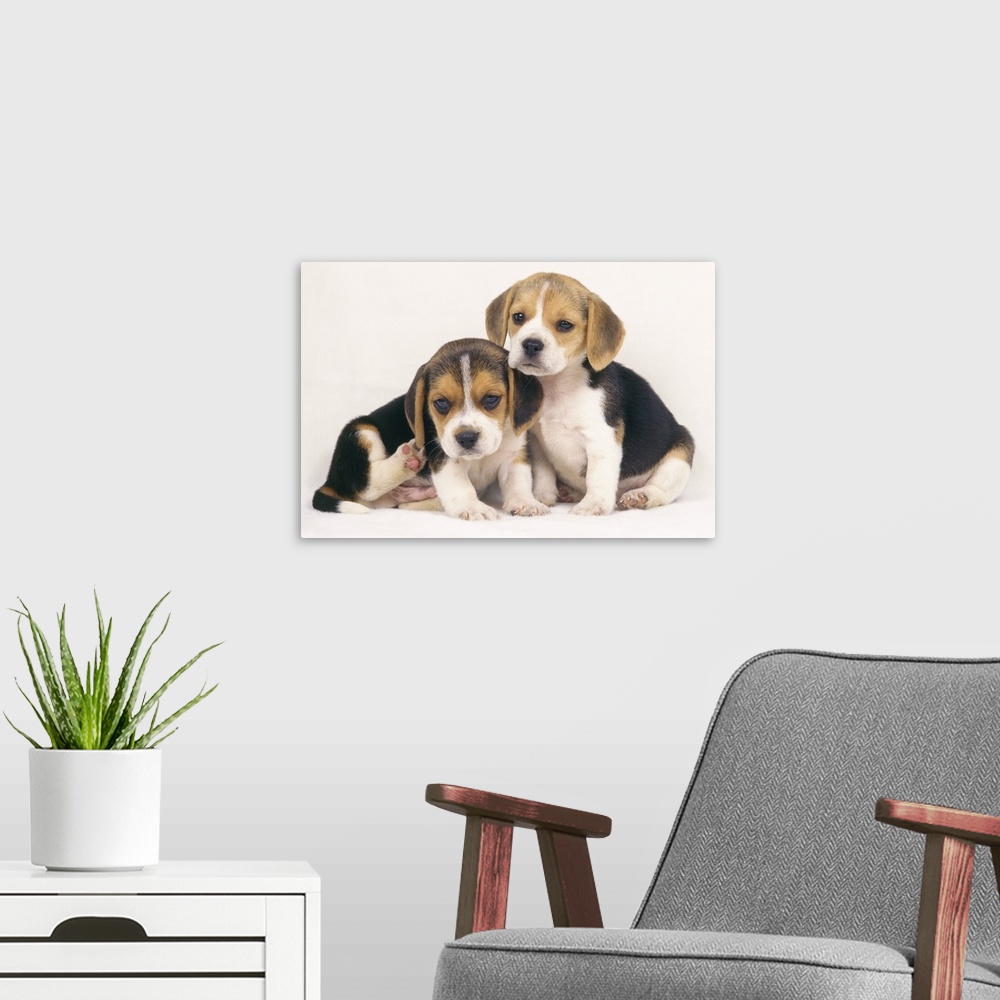A modern room featuring A Beagle is a medium-sized dog breed and a member of the hound group, similar in appearance to a ...