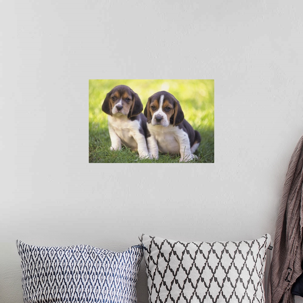 A bohemian room featuring A Beagle is a medium-sized dog breed and a member of the hound group, similar in appearance to a ...