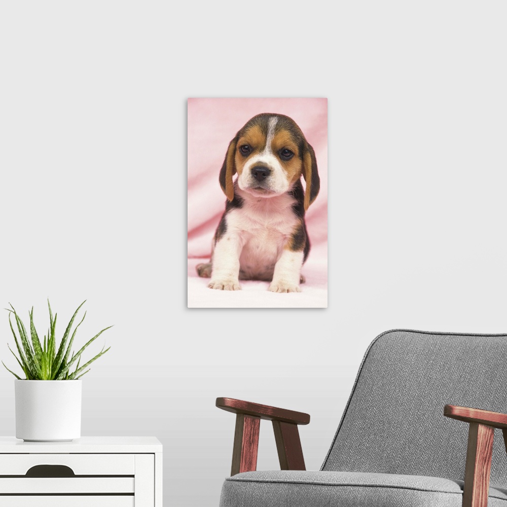 A modern room featuring A Beagle is a medium-sized dog breed and a member of the hound group, similar in appearance to a ...