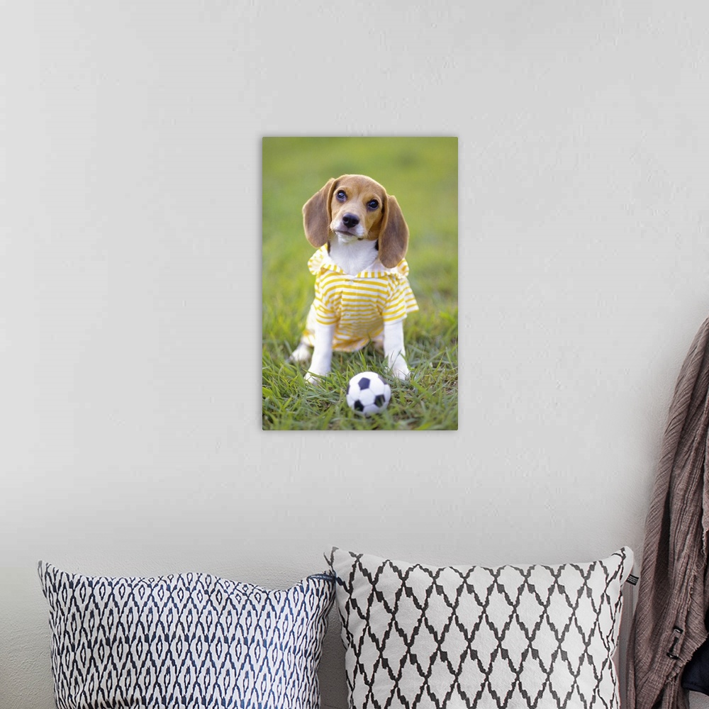 A bohemian room featuring Beagle; is a medium sized dog breed and a member of the hound group, similar in appearance to a F...